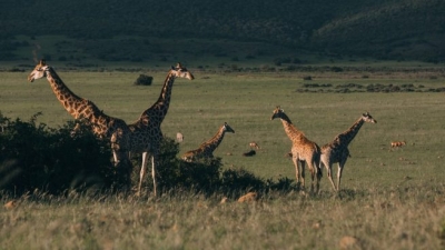 ¿Cuáles son los animales que no duermen?